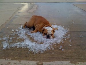 hond-heeft-het-warm